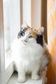 Норита - пушистая молодая трехцветная кошка
