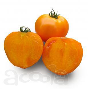 Семена оранжевого томата KS 18 F1 (КИТАНО)