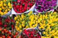 Продажа тюльпанов оптом и в розницу