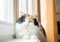 Норита - пушистая молодая трехцветная кошка